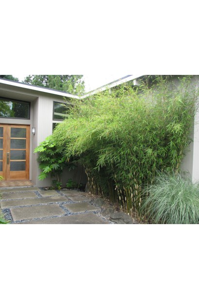 Fargesia Robusta Pingwu